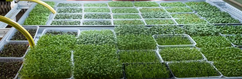 Bio‑based & Compostable Materials