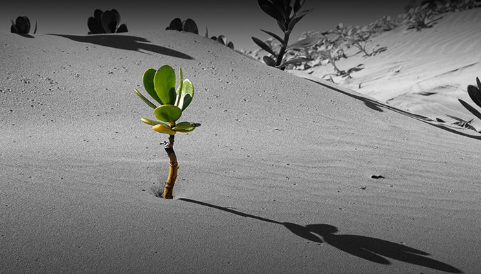Saudi Arabia Investment Research