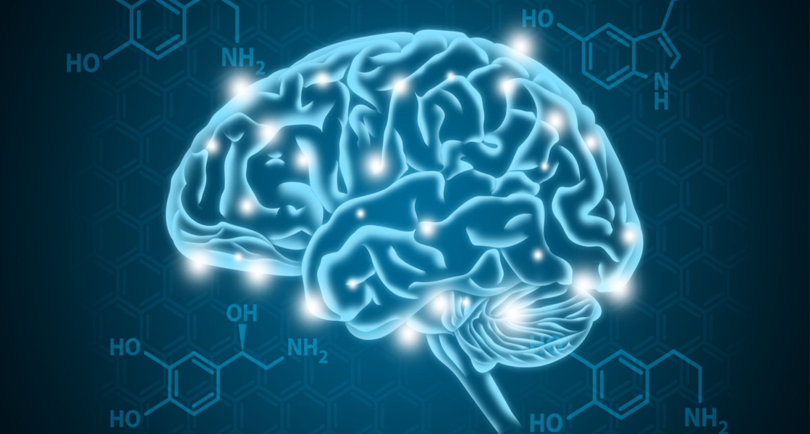 Brain photo in which serotonin levels are shown: a benefit of garcinia cambogia